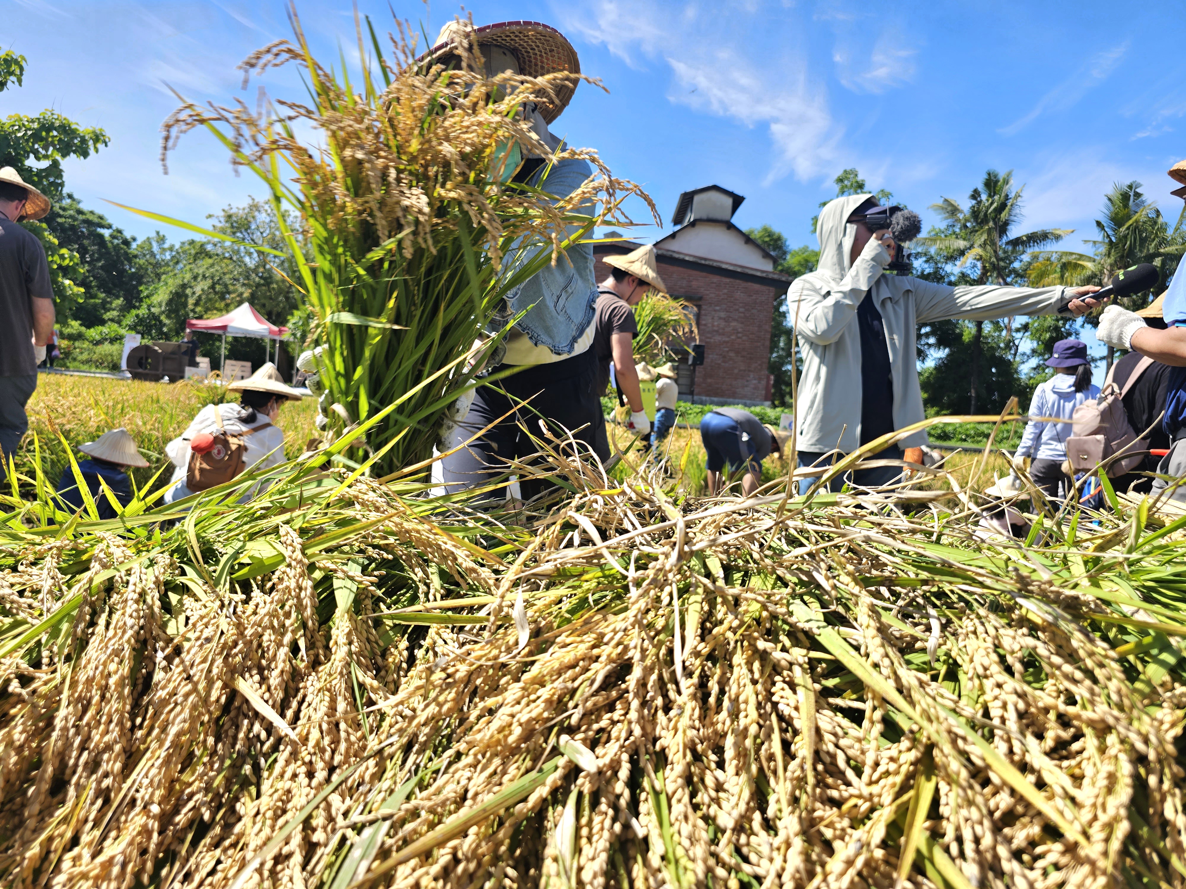 六堆黃金稻穗糯米大豐收,民眾將稻穗舖滿田埂