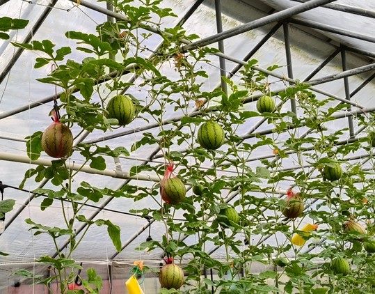 (圖片來源:FB莓圃休閒農園)