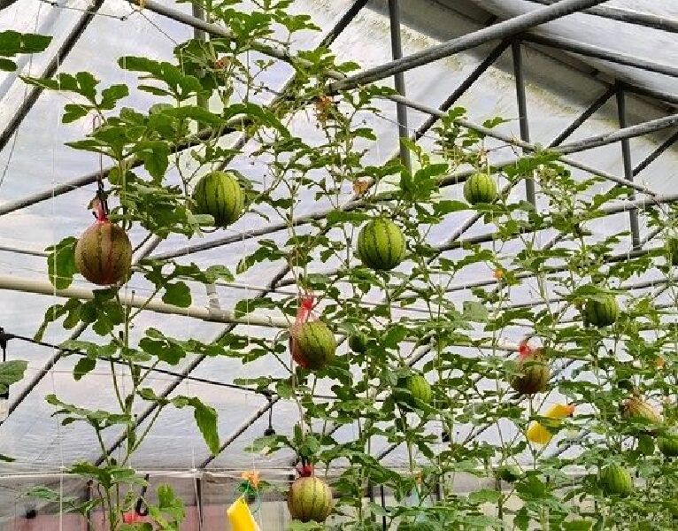(圖片來源:FB莓圃休閒農園)