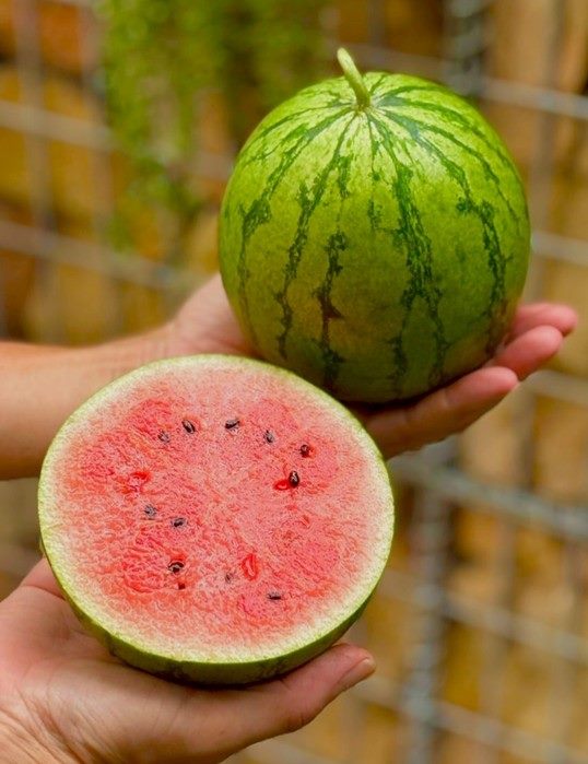 (圖片來源:FB莓圃休閒農園)