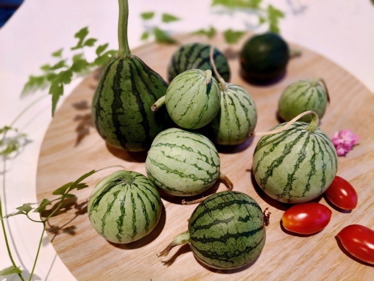 (圖片來源:FB莓圃休閒農園)