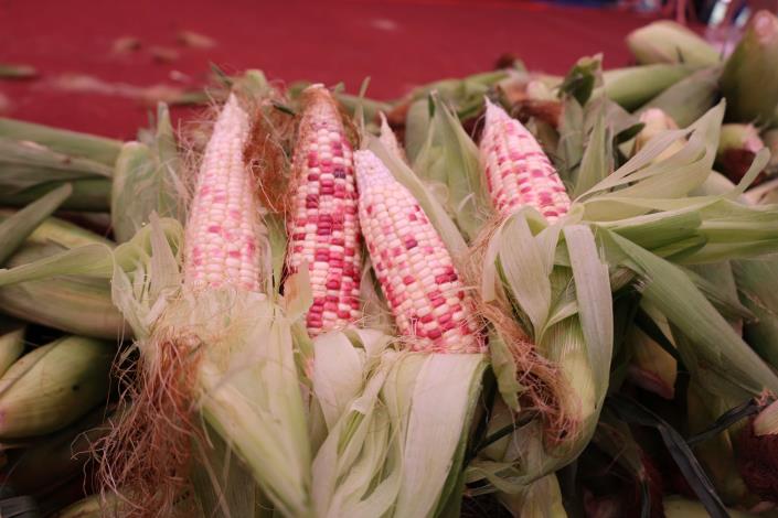 推廣玉米產業與食農教育