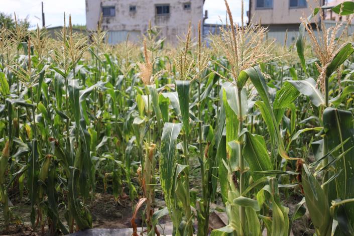 玉米文化節活動規劃了多樣化體驗