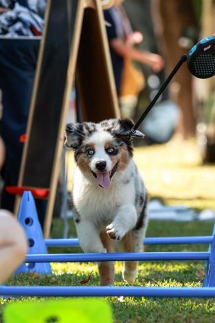 透過友善、自然與動物的溫柔連結