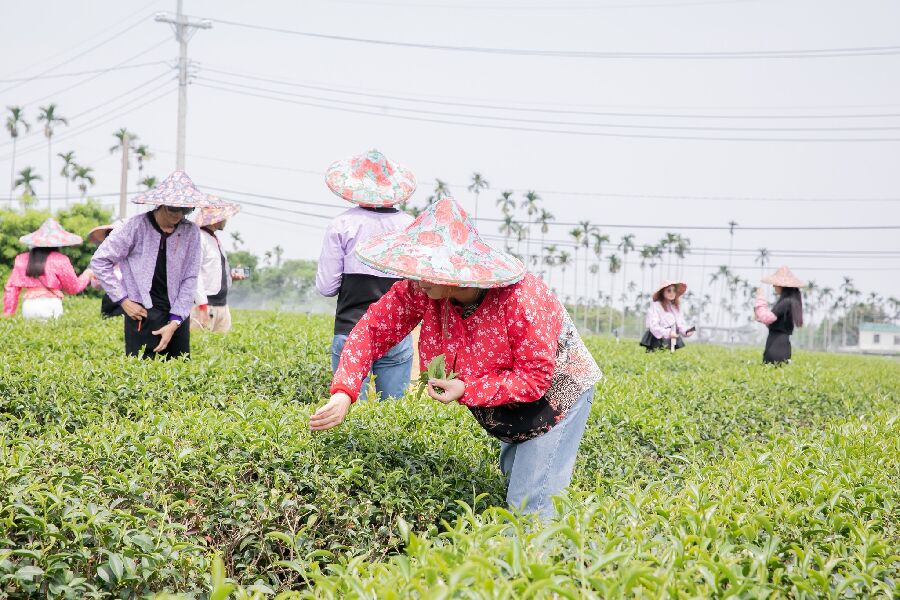 媽祖香路茗間漫行_製茶體驗_參山國家風景區管理處FB
