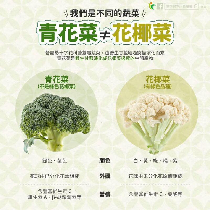 你知道嗎？「青花菜」不是綠色的「花椰菜」哦！