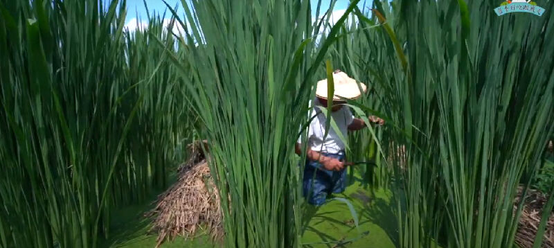 當季好吃跟我走-茭白筍篇