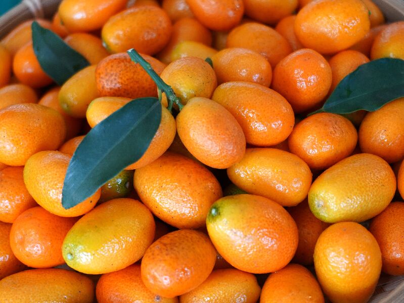 十二月臺北花博農民市集 美好聖誕 就想芋見你