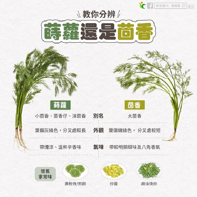 到底是「蒔蘿」還是「茴香」