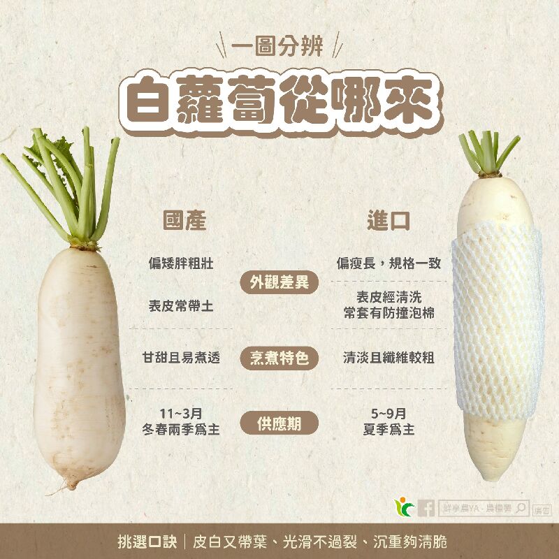 白蘿蔔從哪裡來
