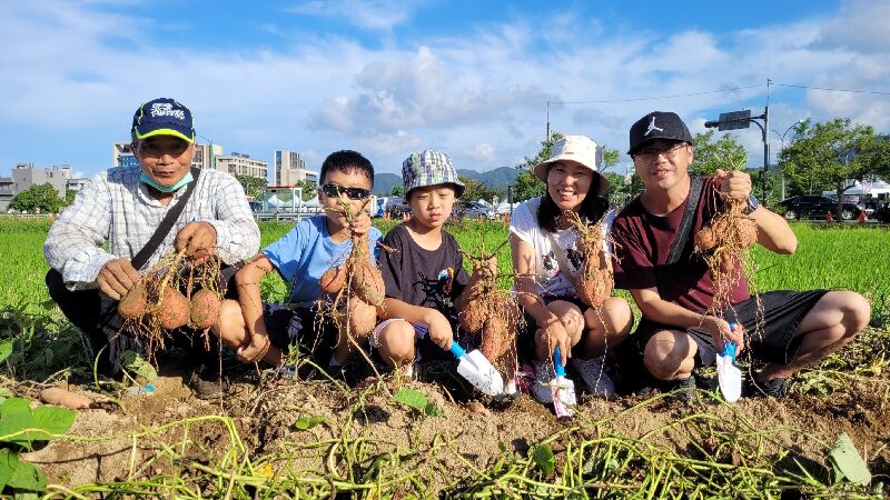 農田挖金山甘藷體驗