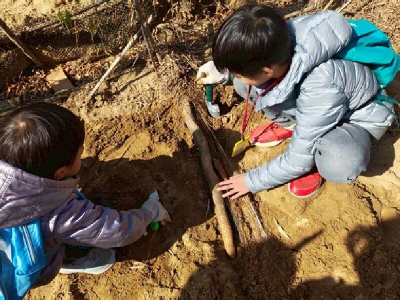 快閃食農團-山藥篇_採收山藥