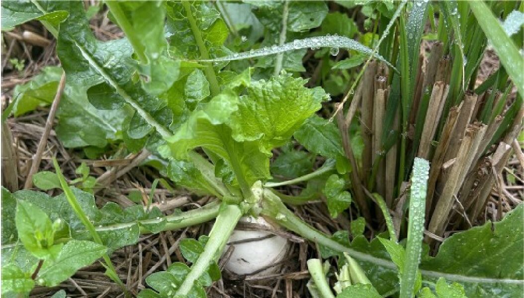 2026 開春農事體驗｜親子拔蘿蔔