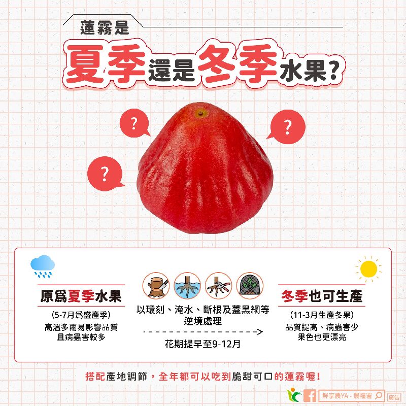 蓮霧是夏季還是冬季水果？