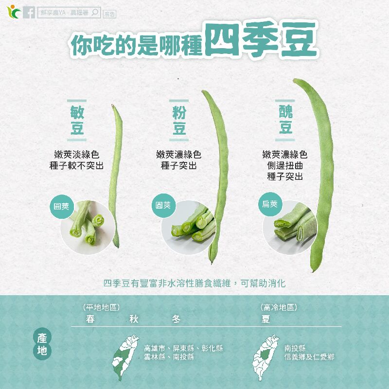 你吃的是哪種四季豆？