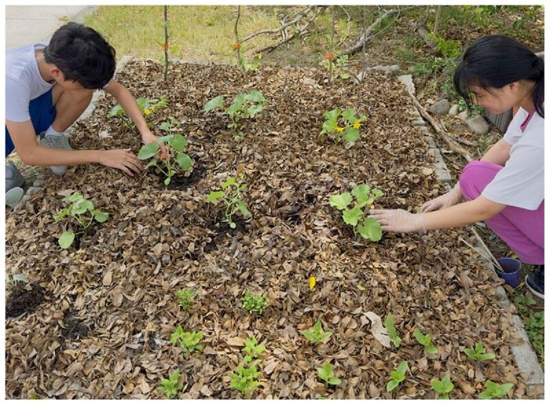 學生堆肥種植成果