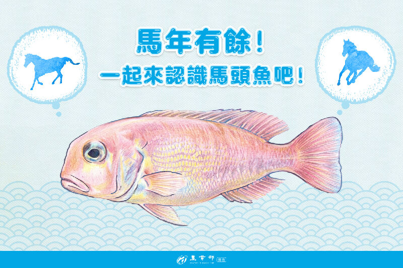 馬年有餘！一起來認識「馬頭魚」吧！