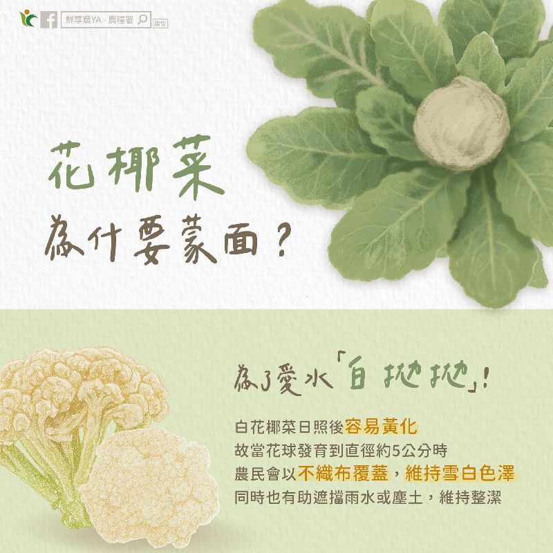花椰菜為什麼要蒙面