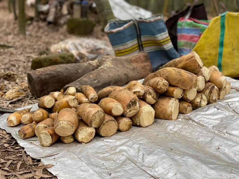 南投鹿谷小半天｜一日農夫挖筍體驗
