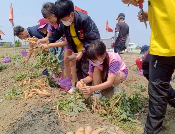 永康國小地瓜食農體驗活動-下田挖地瓜