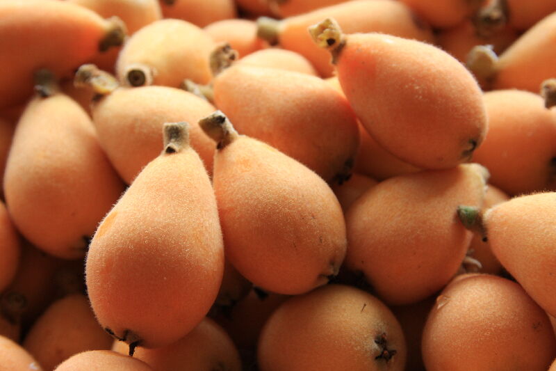 枇杷在地特色小教室