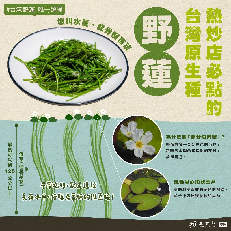 去熱炒店一定會點的台灣原生種，野蓮！