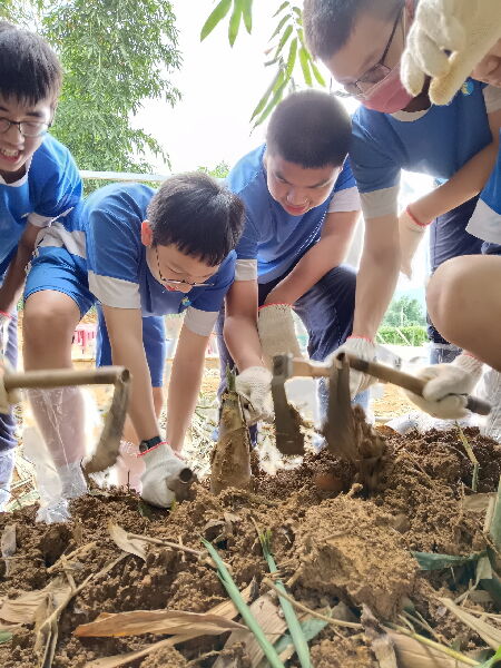 115年桃米麻竹挖筍季