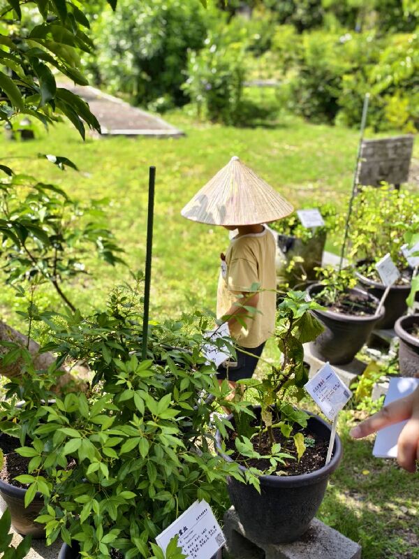國立嘉義大學藥用植物園走讀 五感體驗珍貴本草