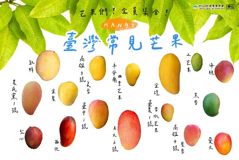 臺灣常見芒果品種