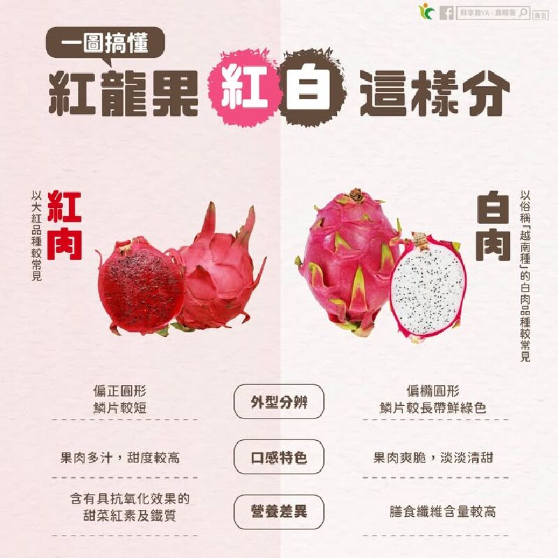 👀一圖搞懂 紅龍果「紅肉、白肉」這樣分