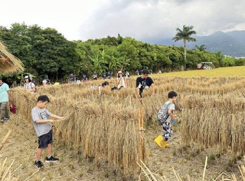 2026北投割稻趣體驗活動