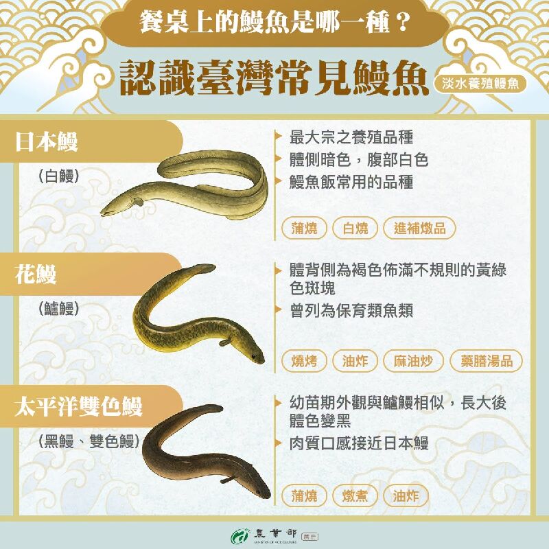 餐桌上的鰻魚是哪一種？常見鰻魚大解密