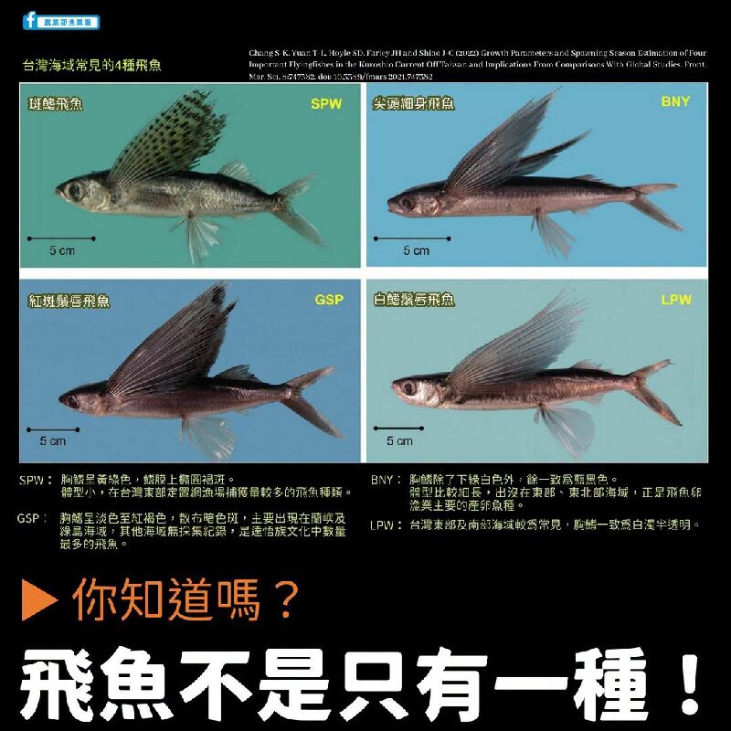 你知道嗎?飛魚不只有一種