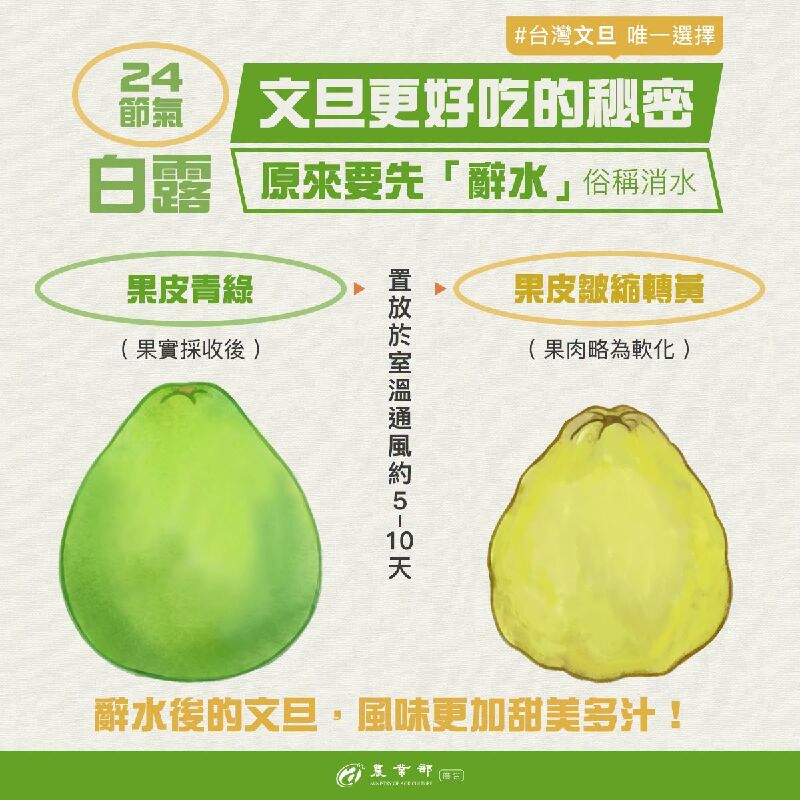 白露節氣到！文旦要好吃，秘密就在「辭水」！