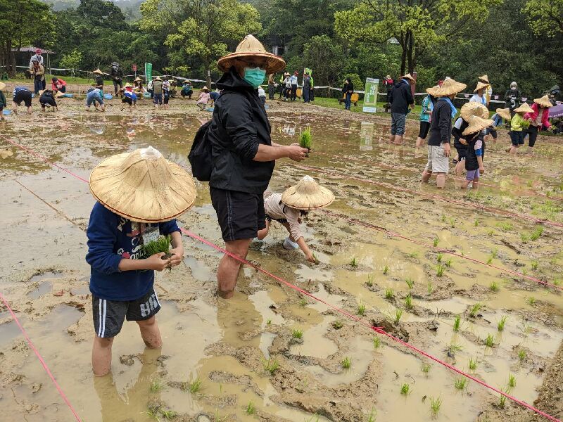 插秧體驗
