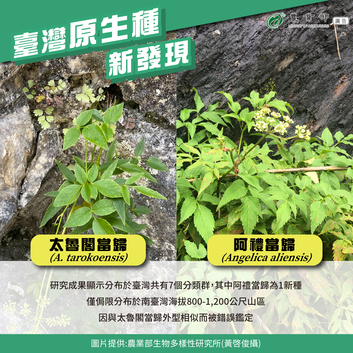 臺灣原生種新發現