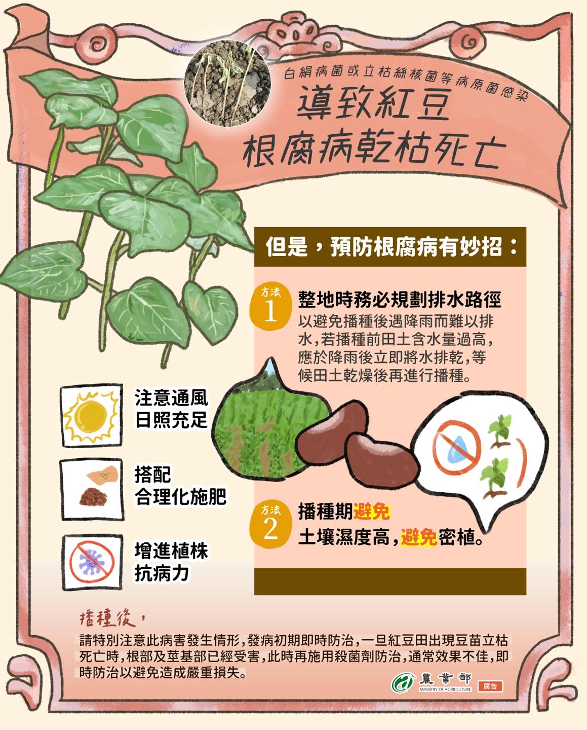 紅豆栽種根腐病防治