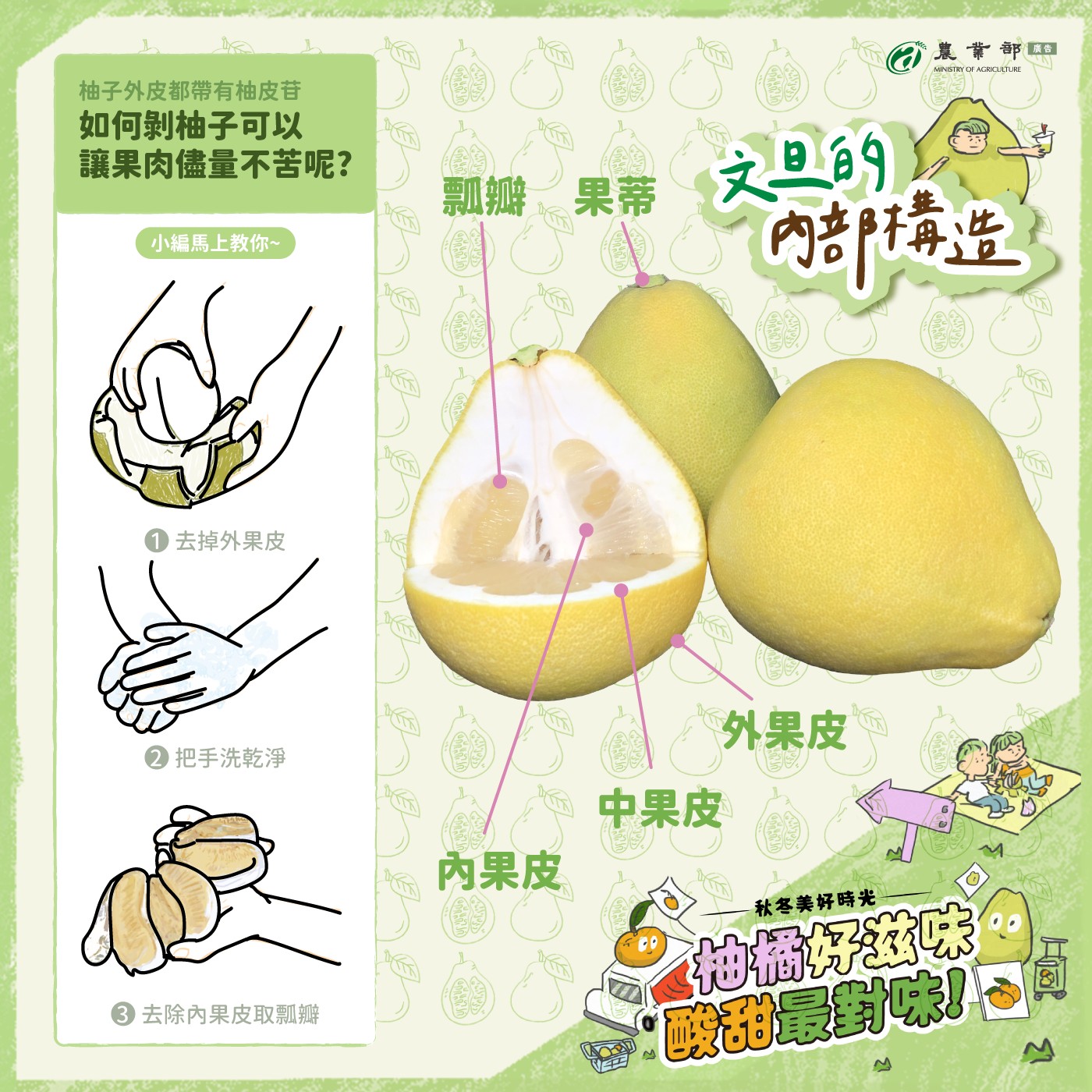 文旦的內部構造
