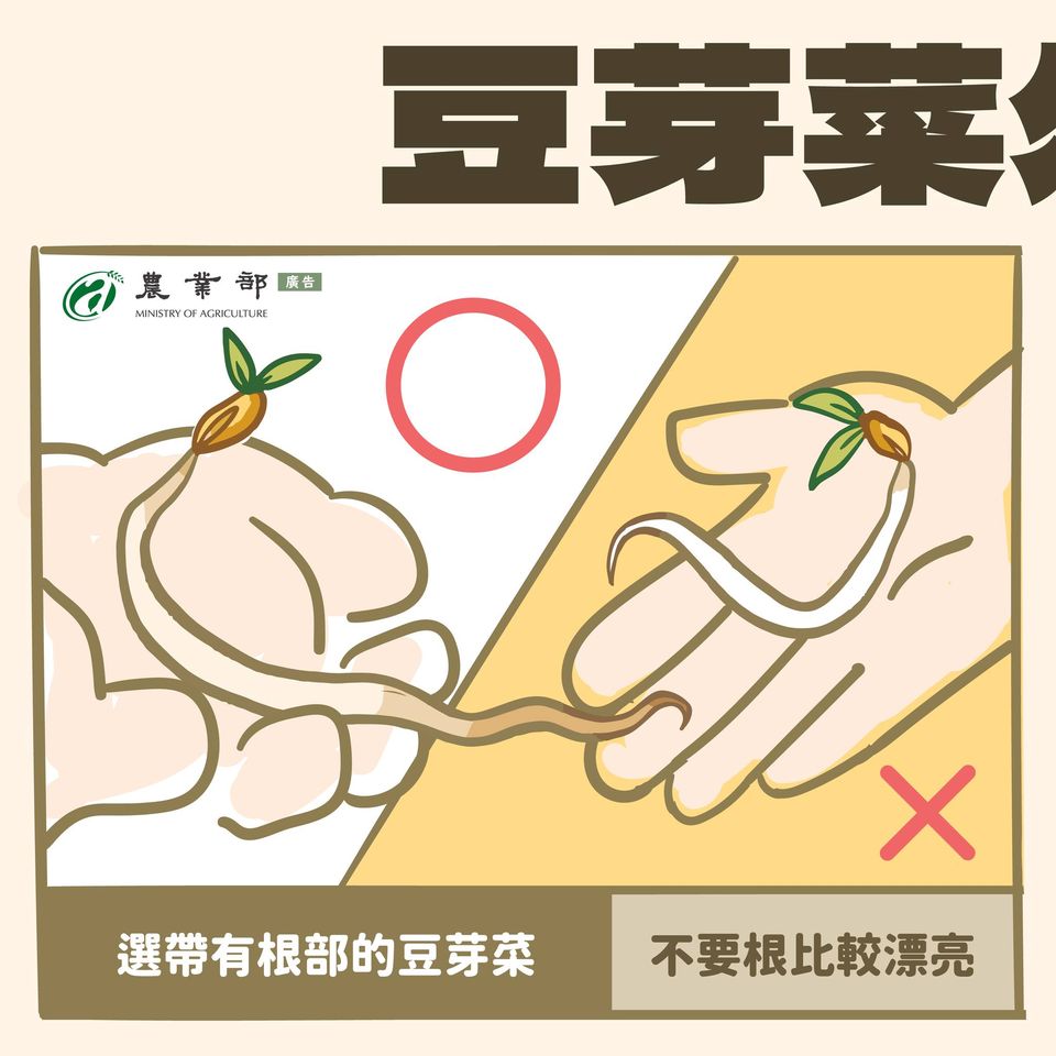 1.選帶有根部的豆芽菜