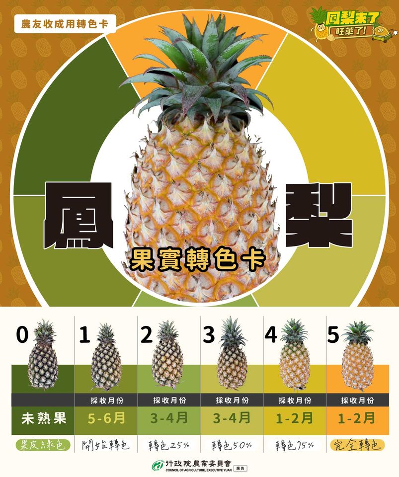 0508鳳梨收成轉色卡
