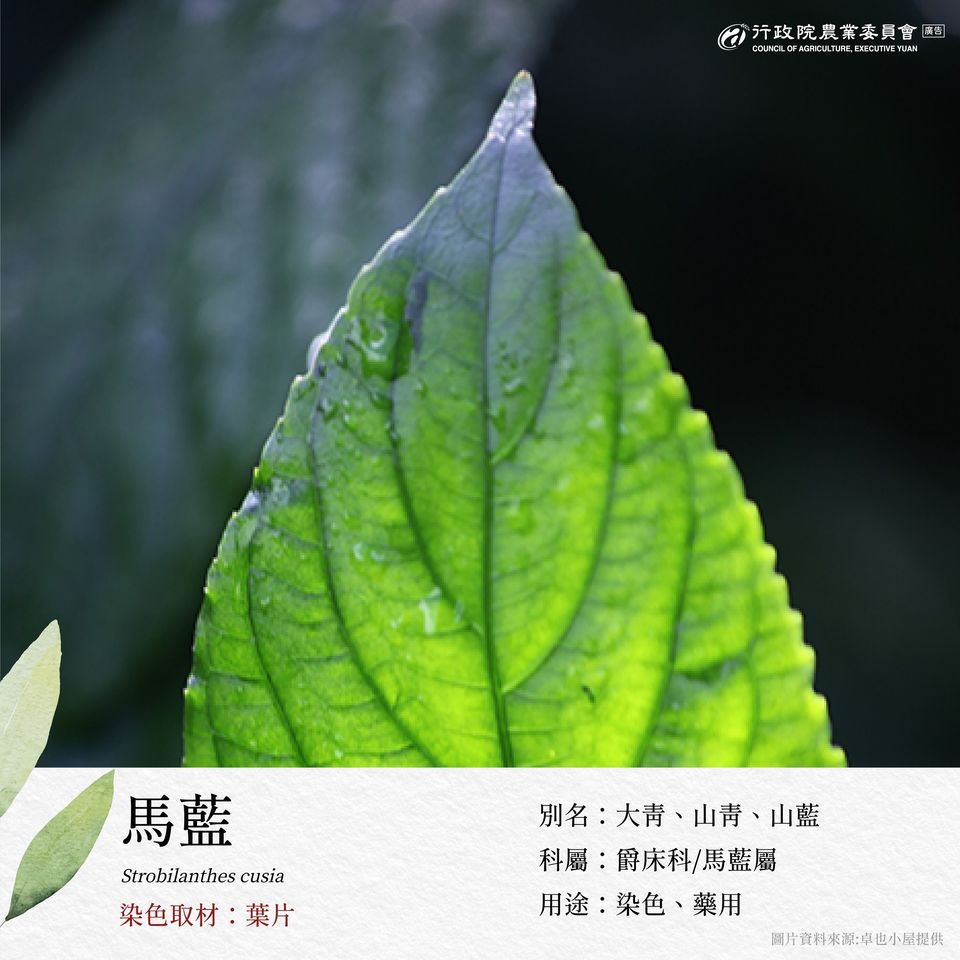 1.馬藍