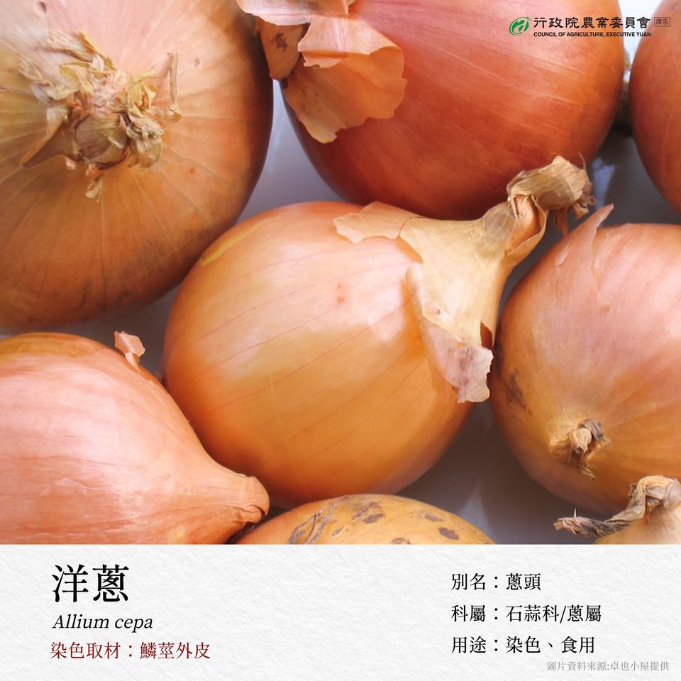 2.洋蔥