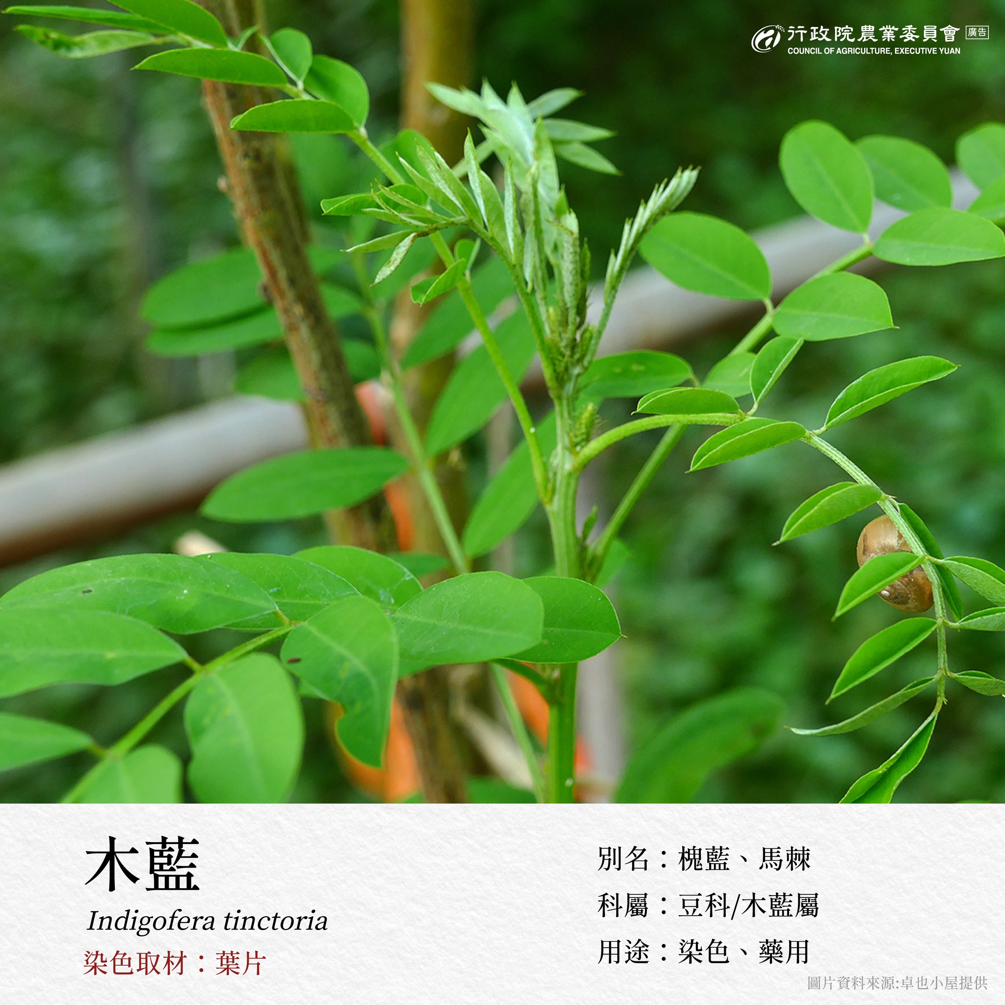 6.木藍