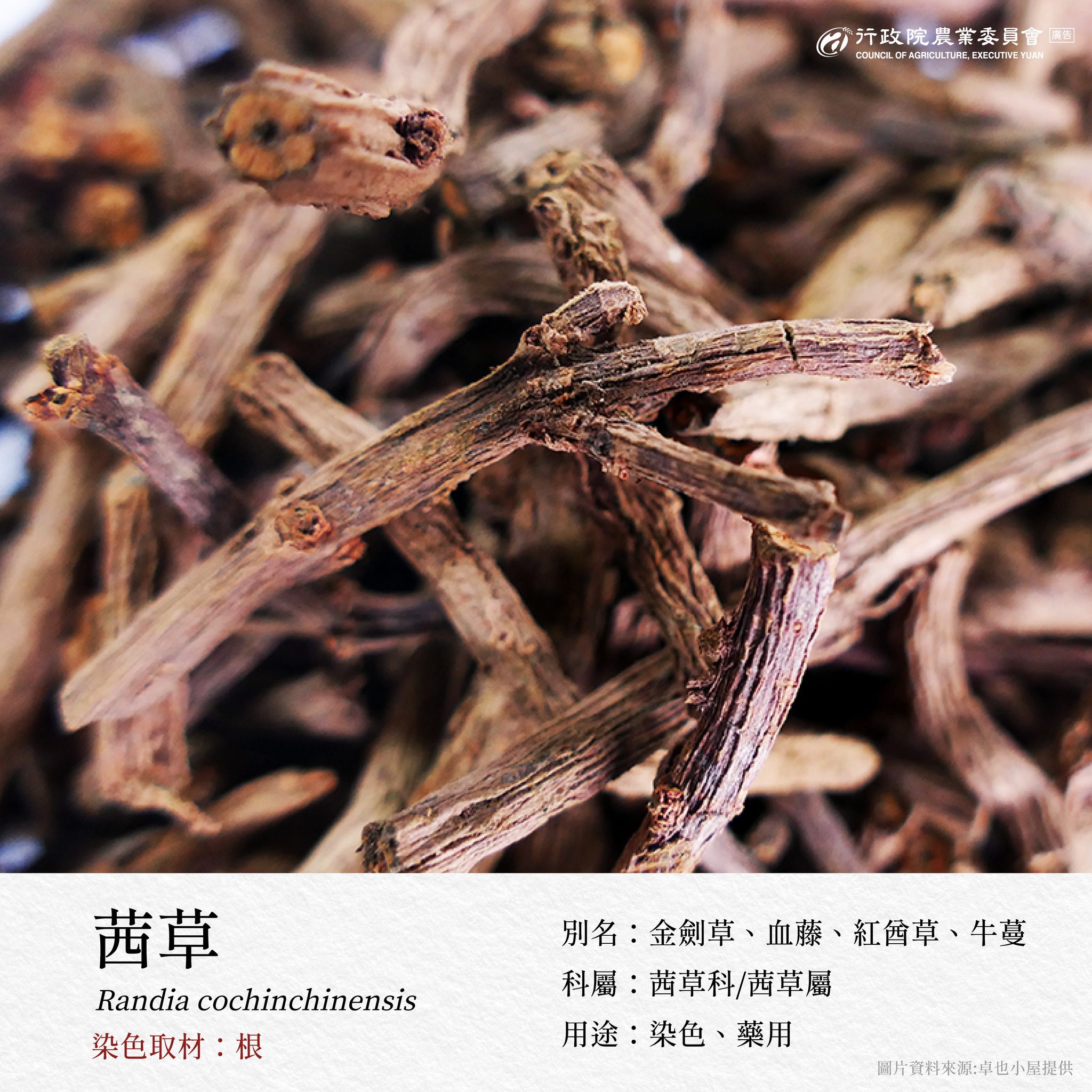 7.茜草