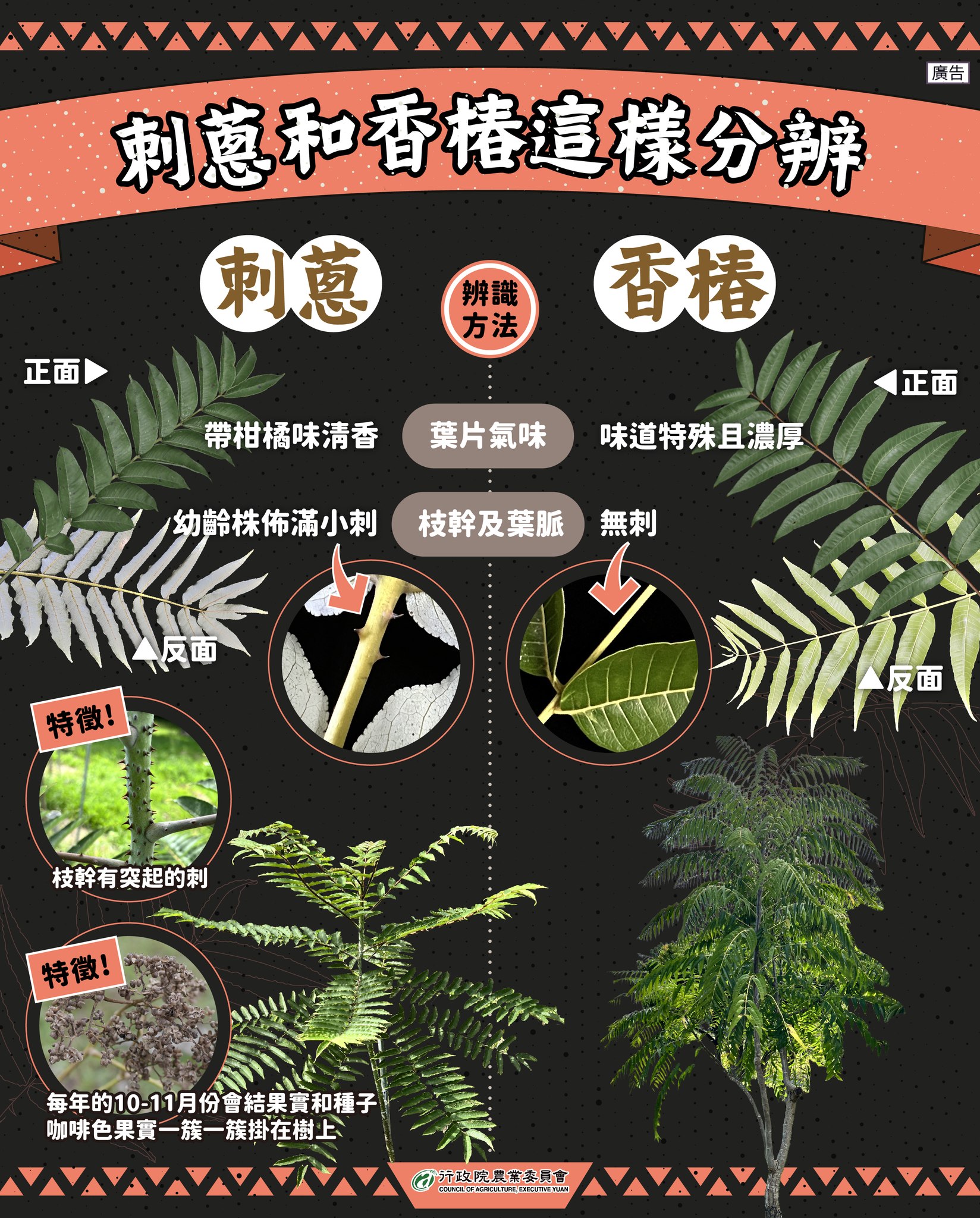 刺蔥和香椿這樣分辨就對了!