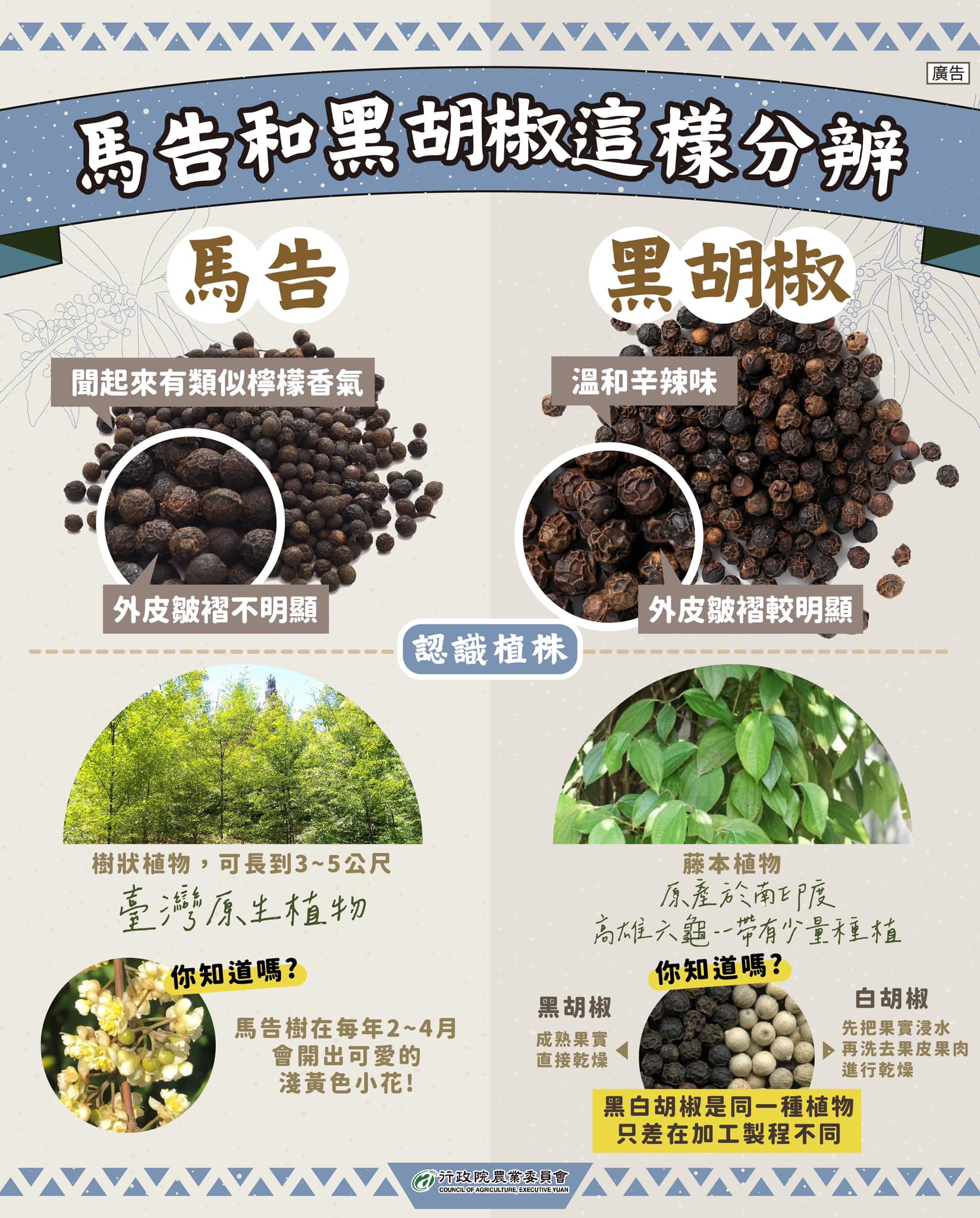 馬告和黑胡椒這樣分辨就對了!