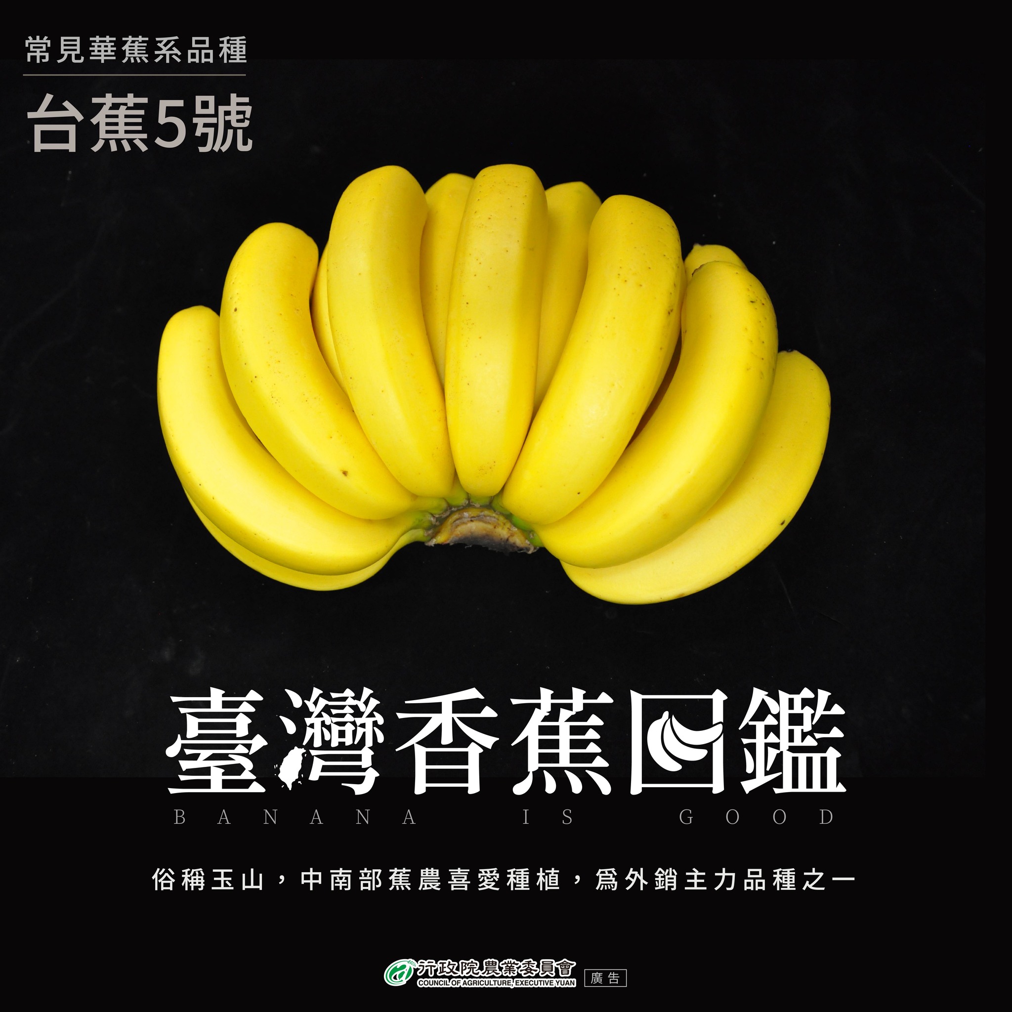 5.台蕉5號