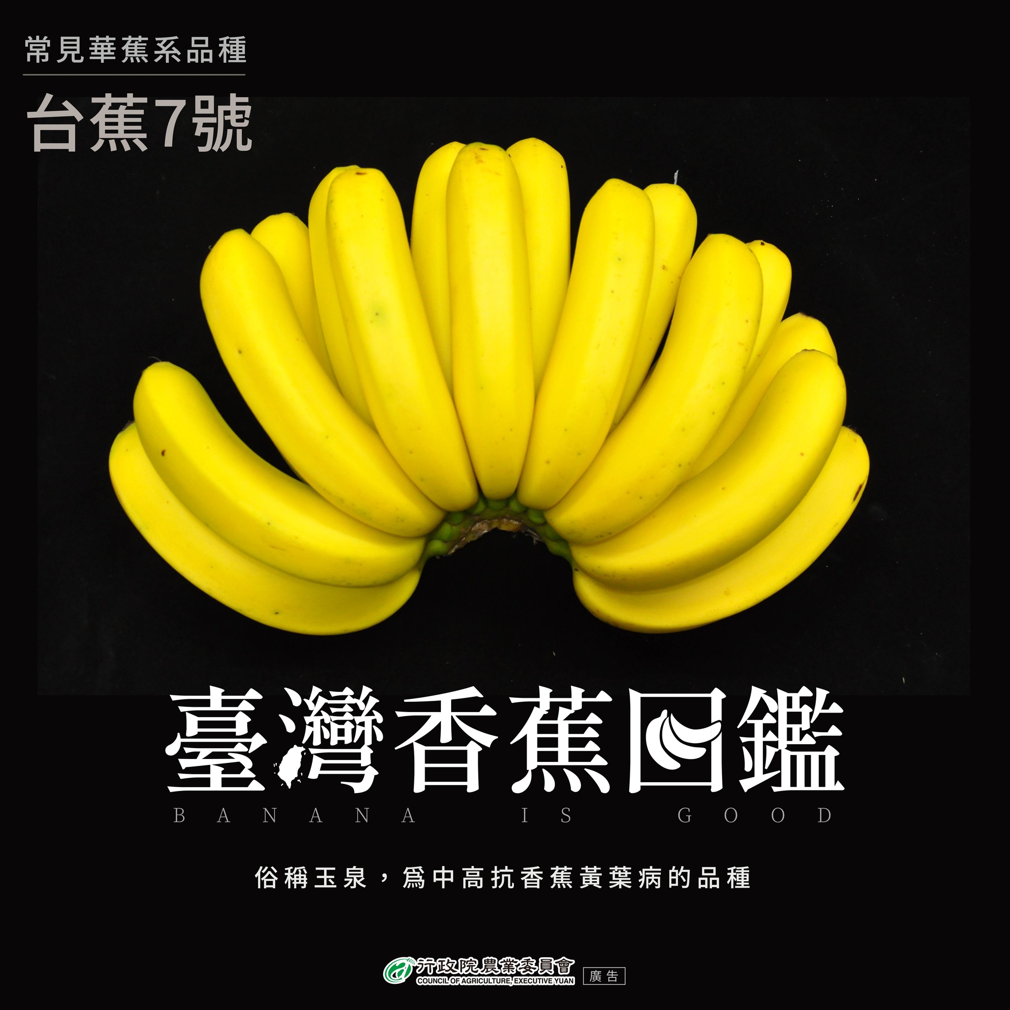 6.台蕉7號