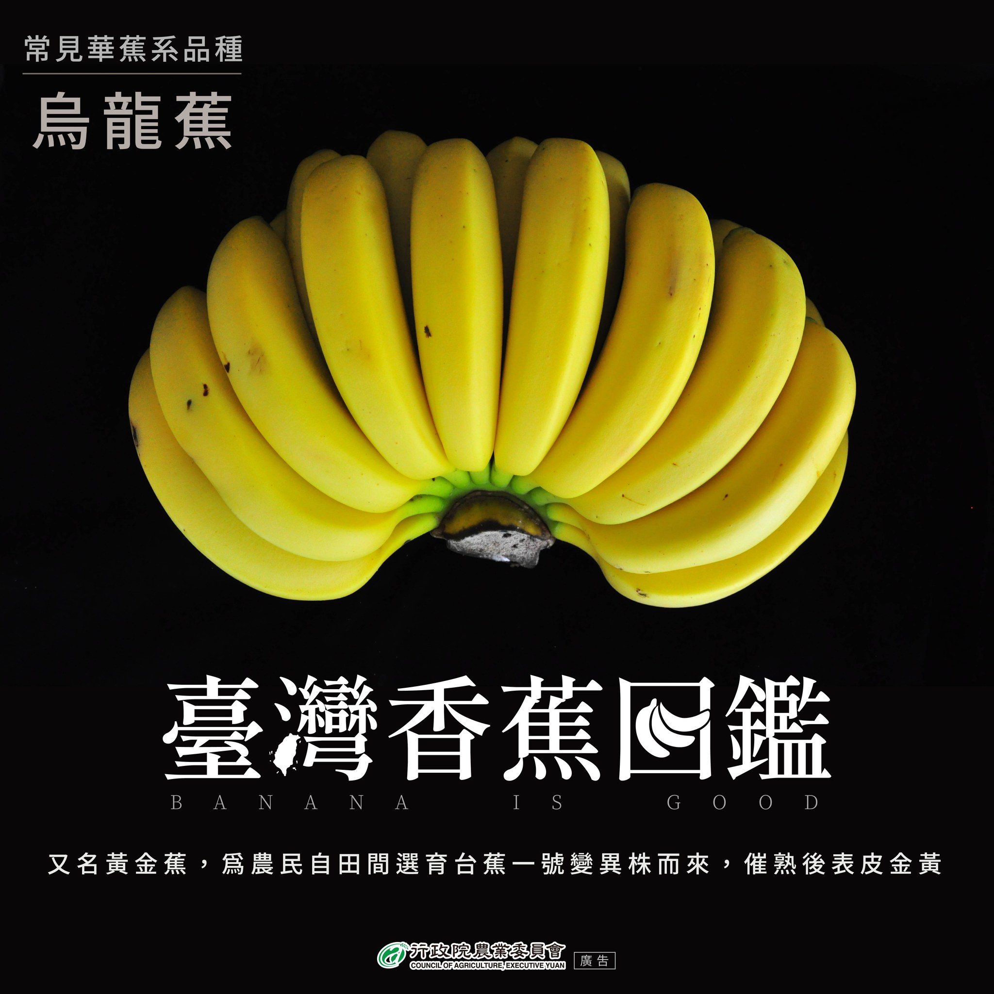 7.烏龍蕉
