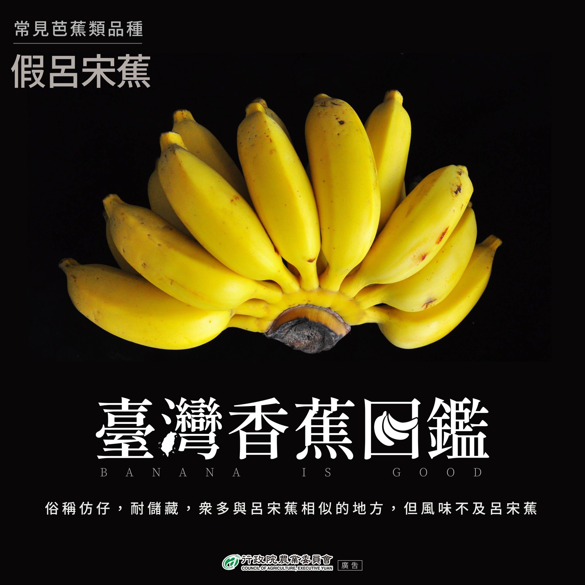 11.假呂宋蕉